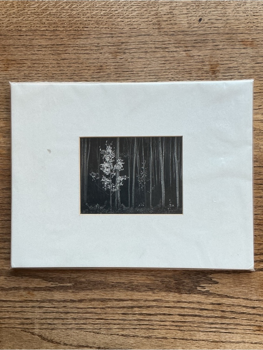 Ansel Adams Print, Aspens, Nothern New Mexico, 1958